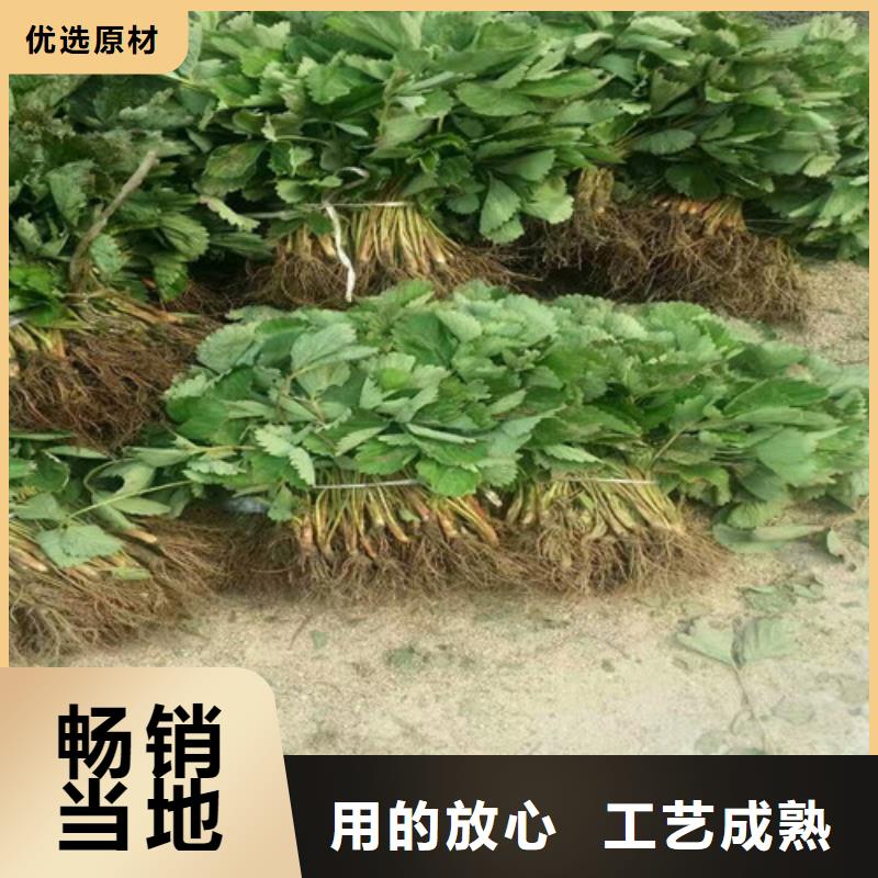 草莓苗桃树苗品质不将就