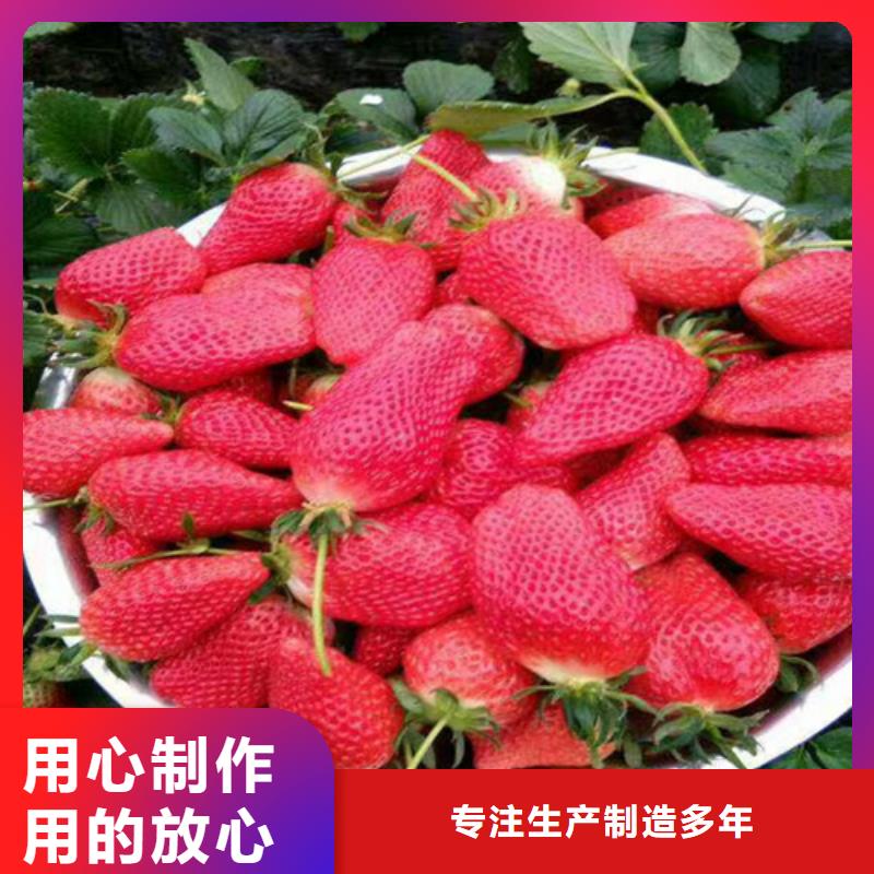 草莓苗葡萄苗0中间商差价
