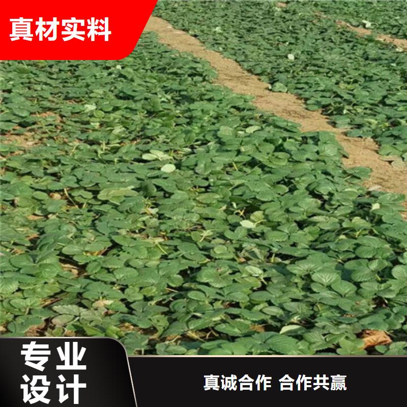 草莓苗梨树苗基地品质保证