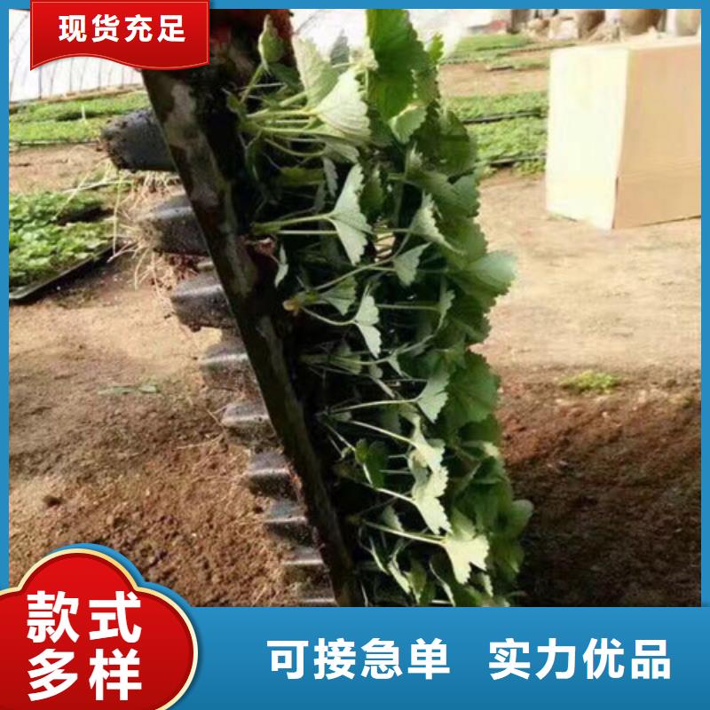 草莓苗果树苗自有厂家