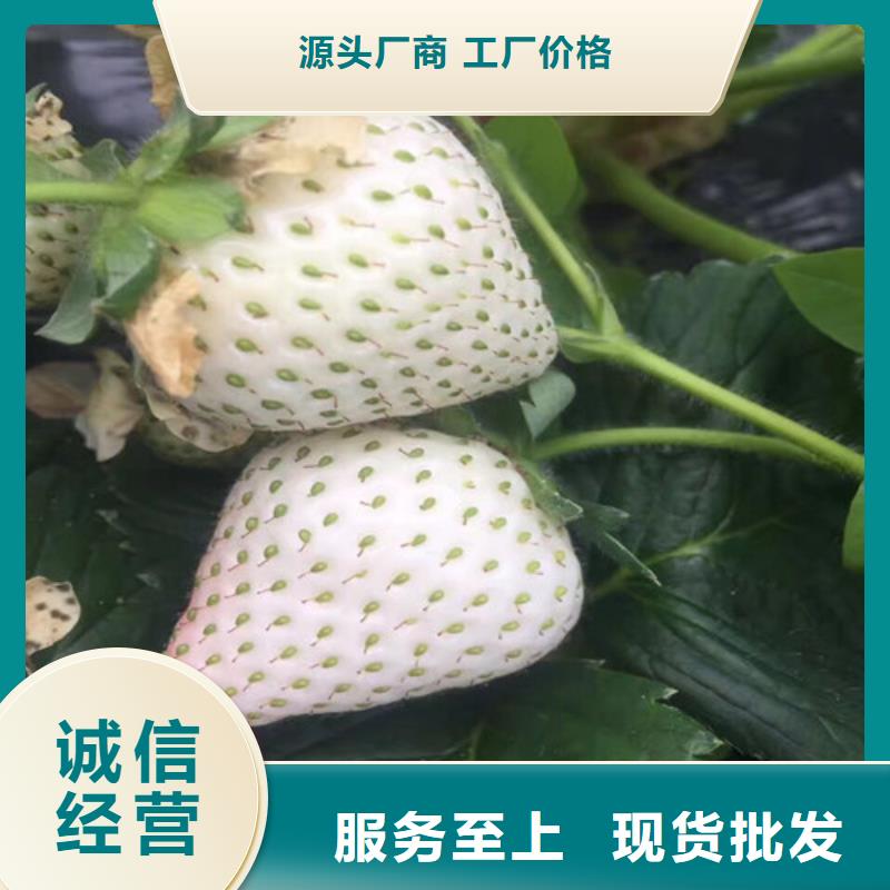 草莓苗梨树苗基地品质保证