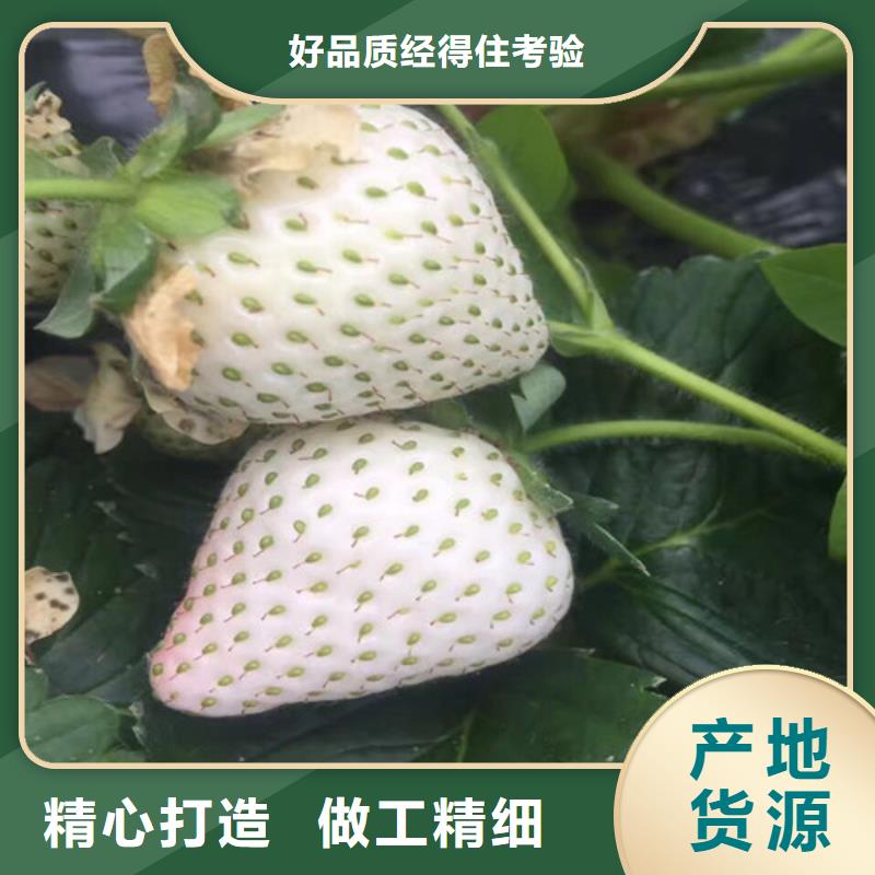 草莓苗,黄金苹果树苗基地源头厂家供应