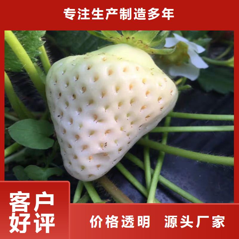 草莓苗 艾琳娜西梅树苗品质服务诚信为本