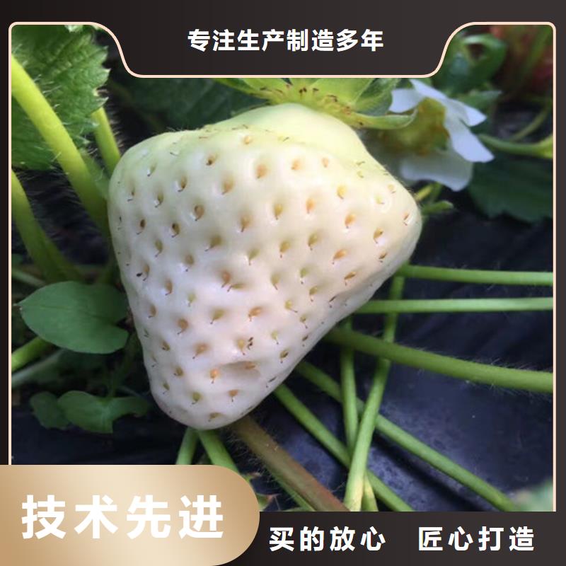 草莓苗【大棚草莓苗】保障产品质量