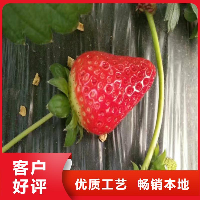 草莓苗 红富士苹果树苗源厂直接供货