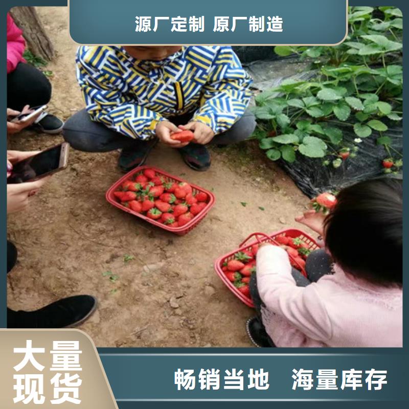 草莓苗果树苗批发基地货源足质量好