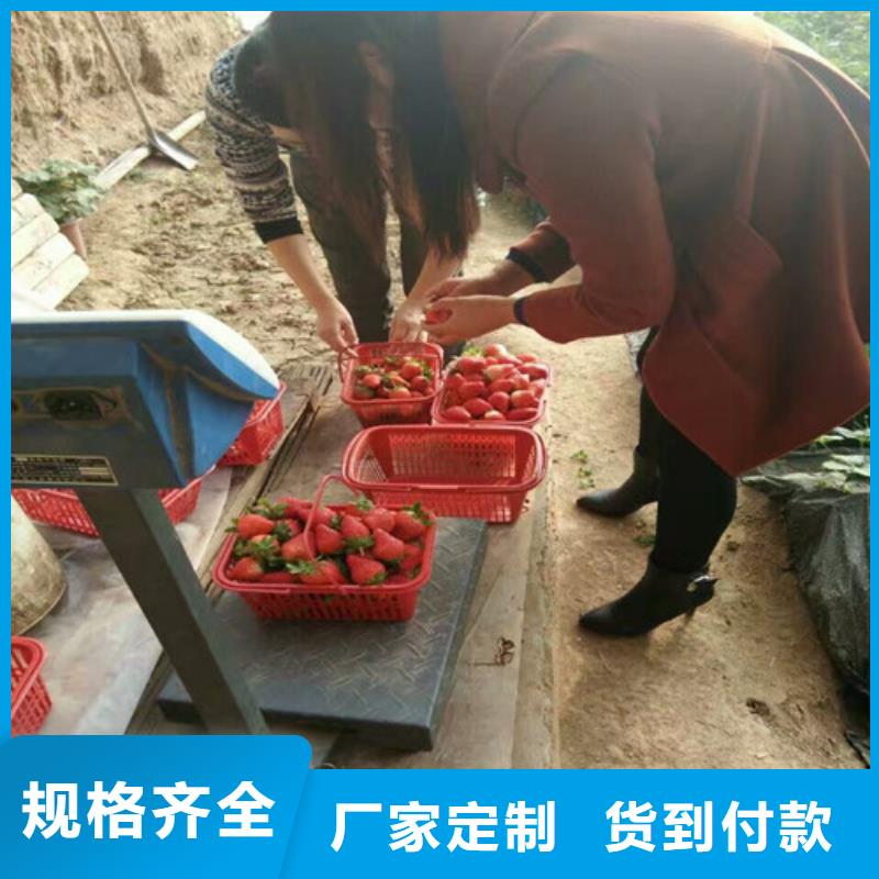 草莓苗桃树苗基地质量上乘