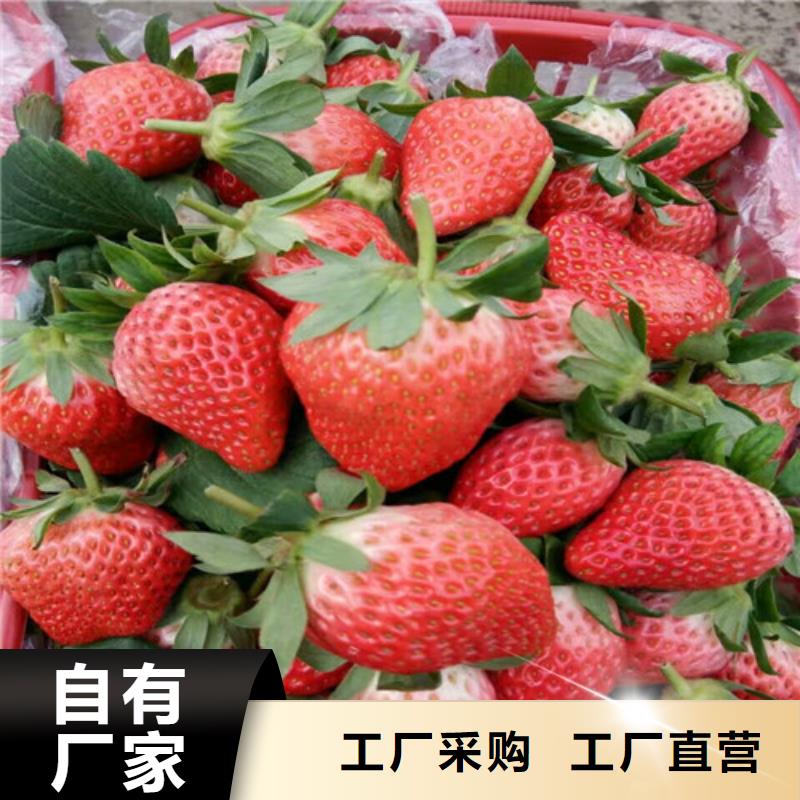 草莓苗梨树苗基地优质工艺