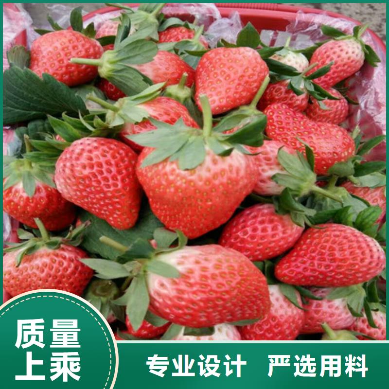草莓苗,果树苗批发基地产品细节