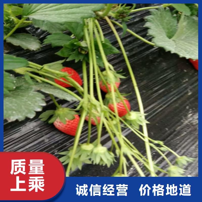 草莓苗_红肉西梅一个起售