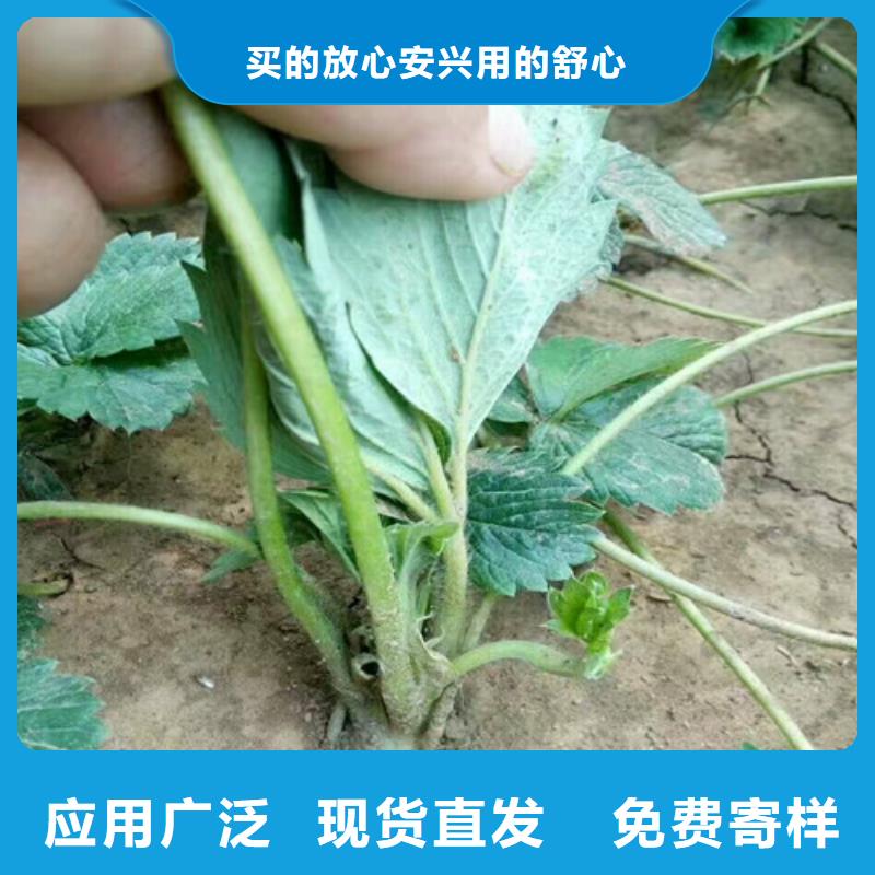 【草莓苗】葡萄苗现货满足大量采购