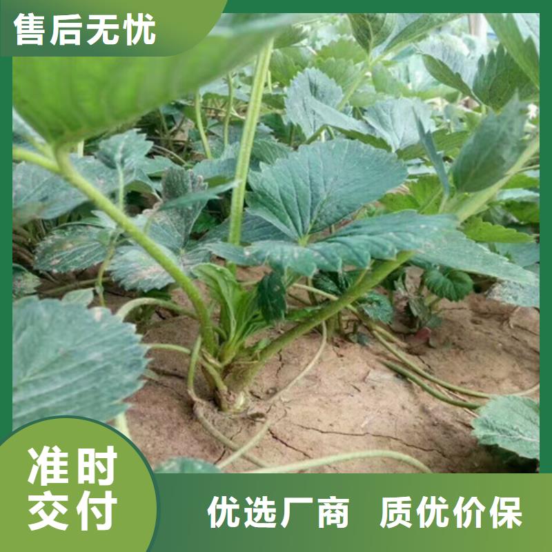 草莓苗_草莓苗价格免费安装
