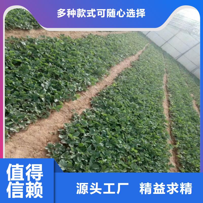 【草莓苗无籽葡萄树苗来图定制】