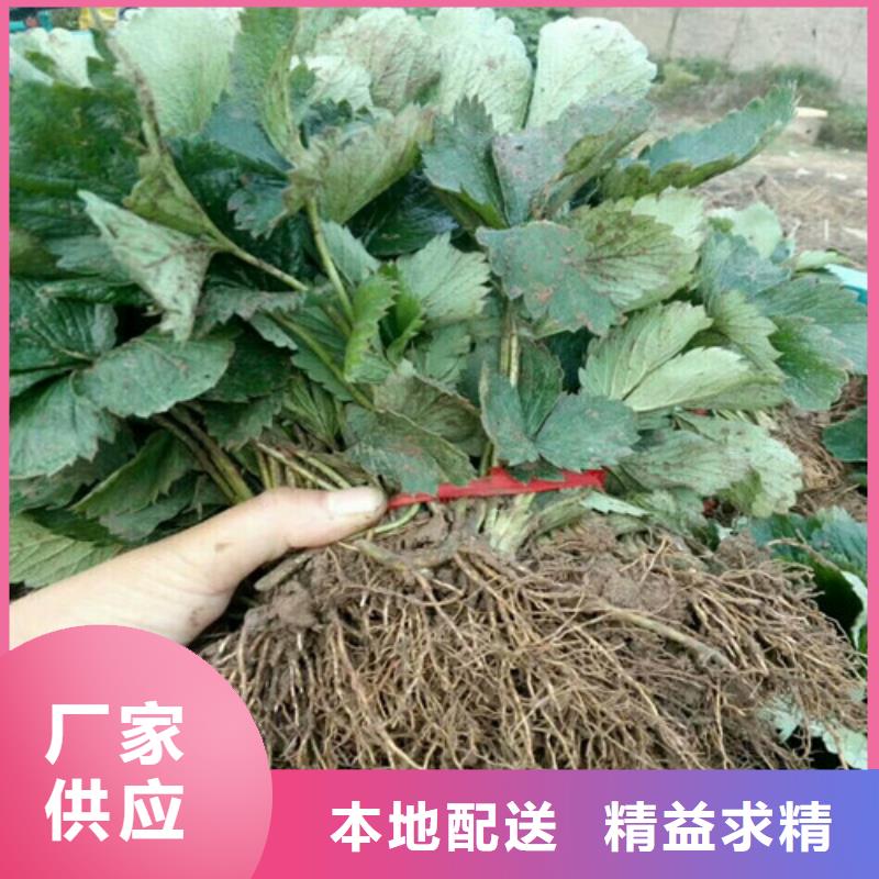 【草莓苗红蜜桃树苗精工制作】