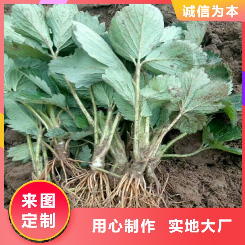 草莓苗蓝宝石葡萄苗品质服务