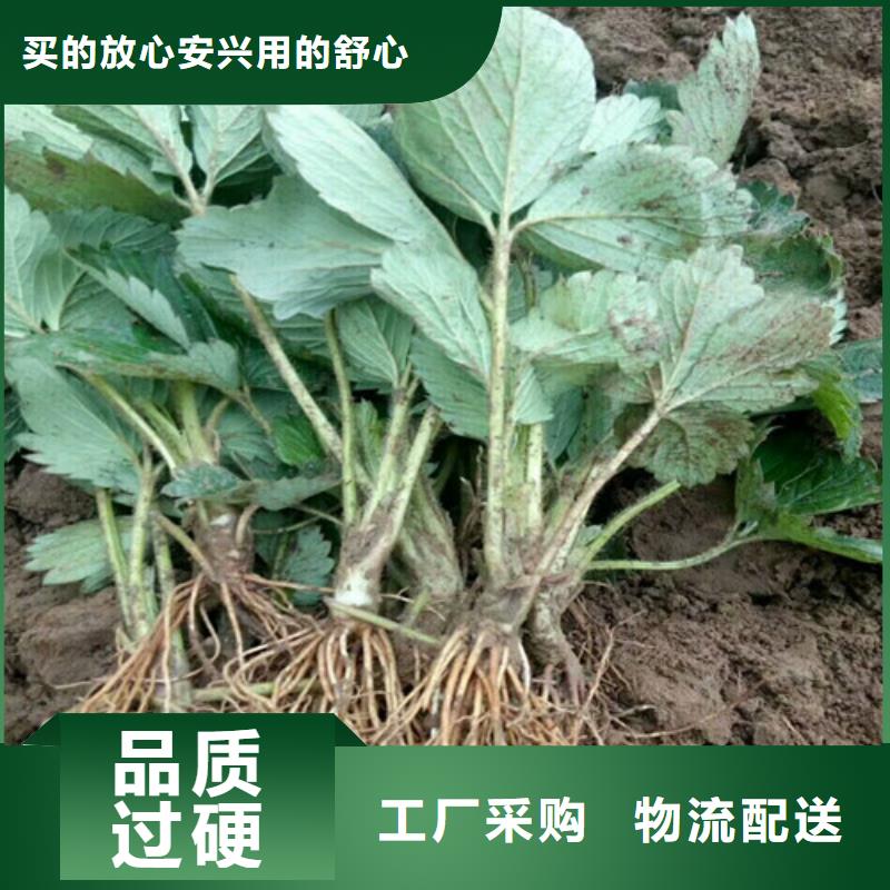 草莓苗莫妮卡西梅树苗现货交易
