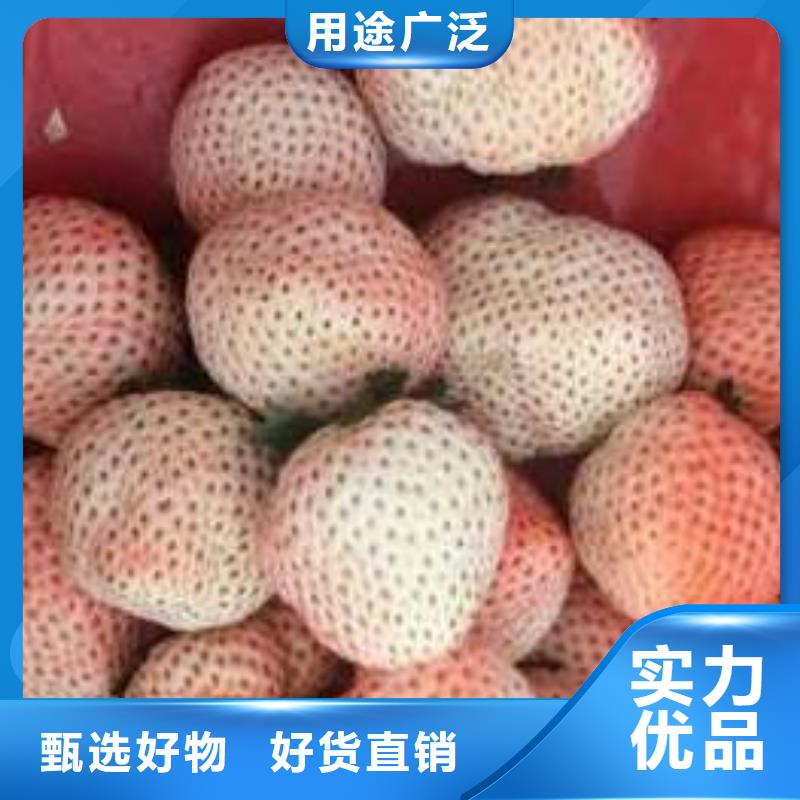 草莓苗-梨树苗基地现货