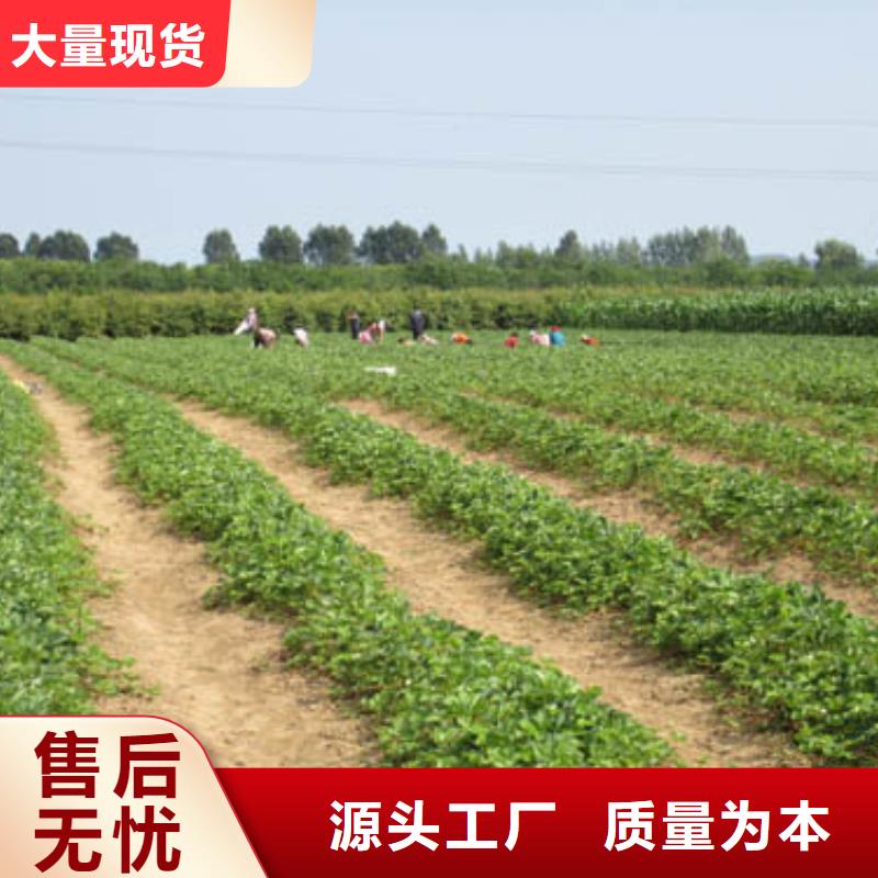 草莓苗冬雪蜜桃树苗库存丰富