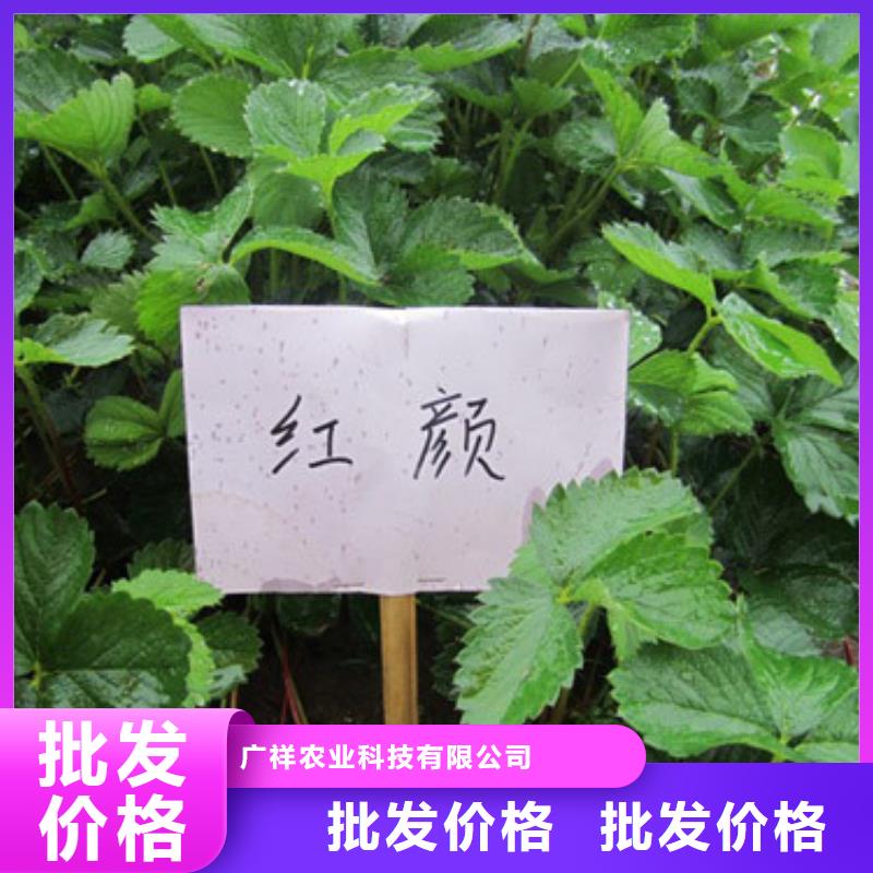 草莓苗蓝宝石葡萄苗用心细节