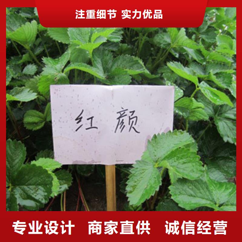 草莓苗红肉西梅实力商家
