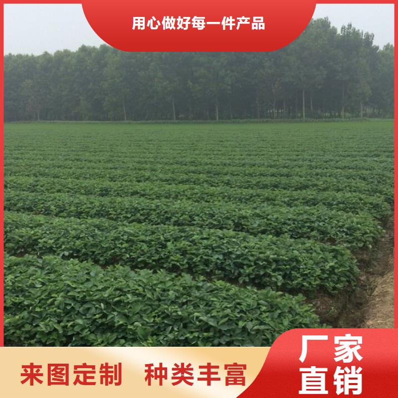 草莓苗-梨树苗基地现货