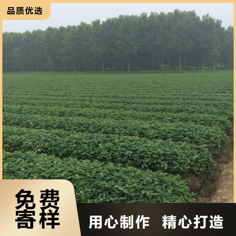 草莓苗苹果苗基地质优价保