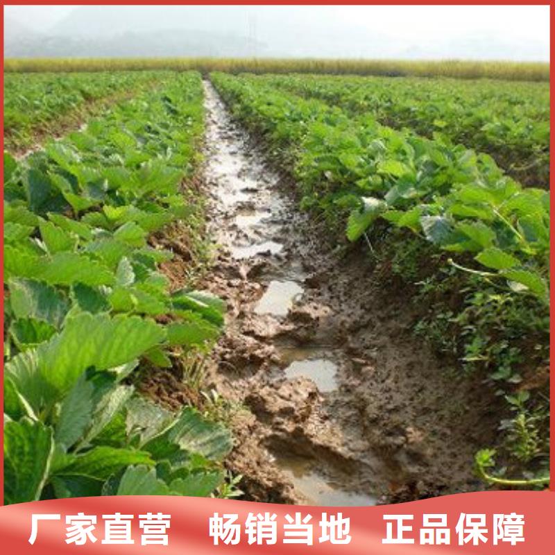 草莓苗无花果树苗源头厂源头货