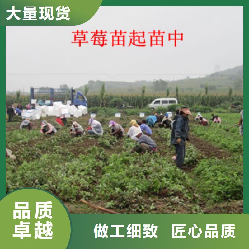 草莓苗黄桃树苗厂家品控严格