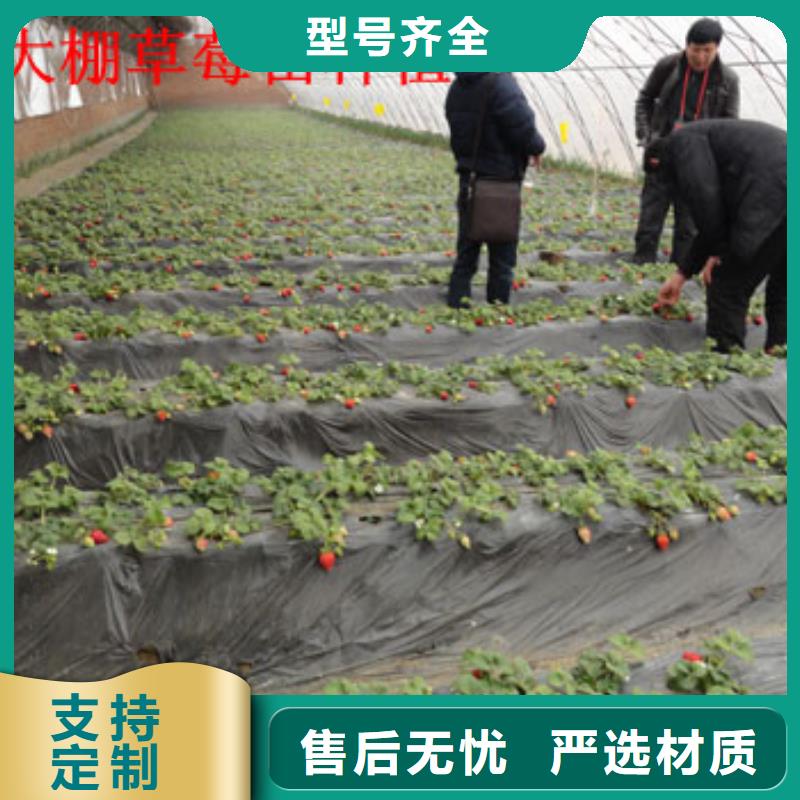 草莓苗【苹果苗】来电咨询