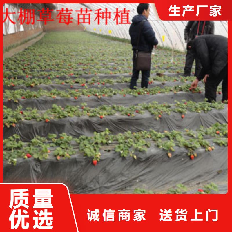 【草莓苗果树苗支持大小批量采购】