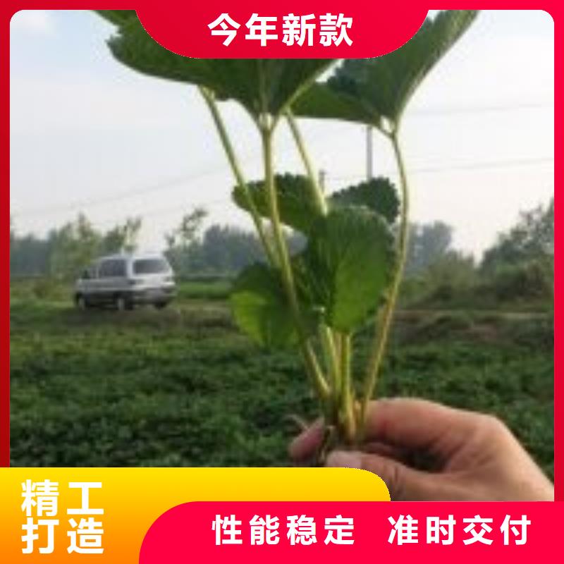 草莓苗梨树苗精品选购