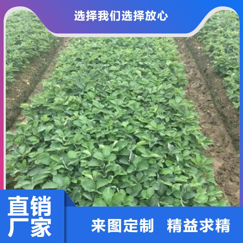 草莓苗桃树苗基地质量上乘