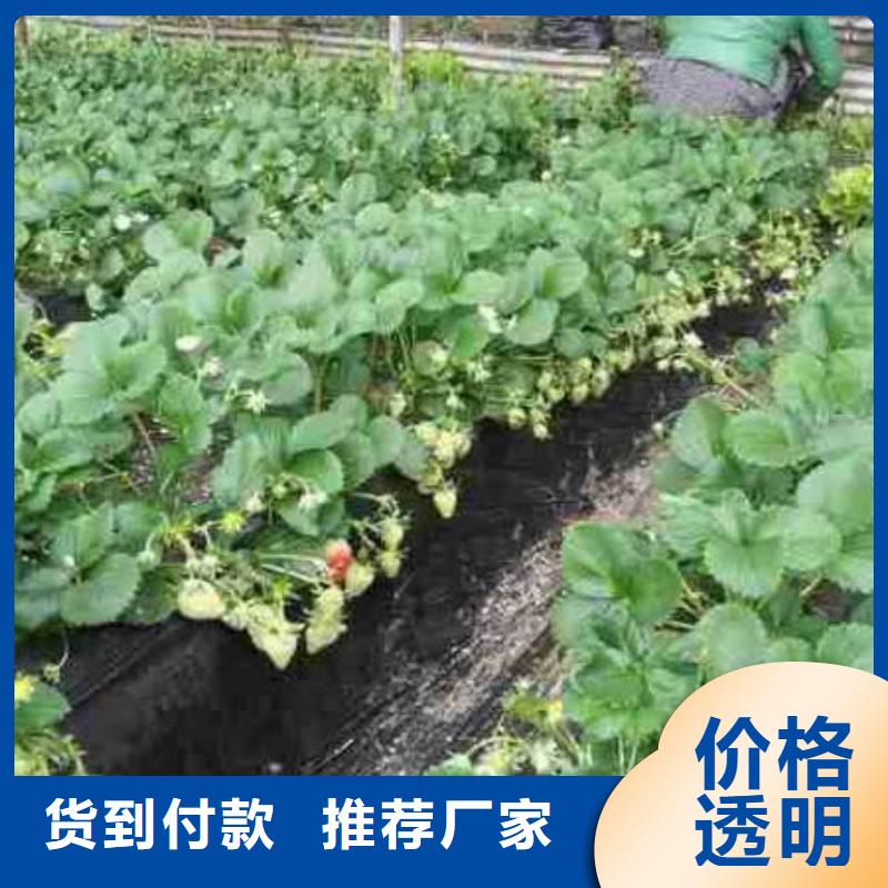 草莓苗,桃树苗一站式服务