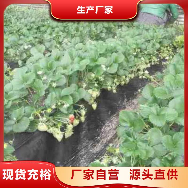 草莓苗_红肉西梅一个起售