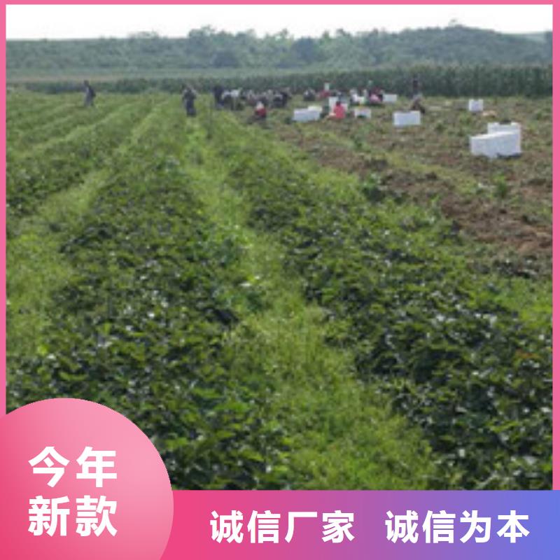 草莓苗【大棚草莓苗】保障产品质量