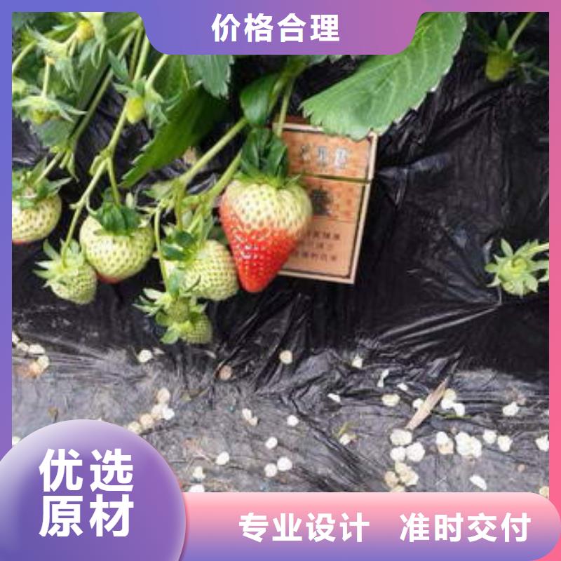 草莓苗无花果树苗源头厂源头货