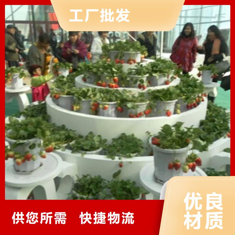 草莓苗,梨树苗精工制作