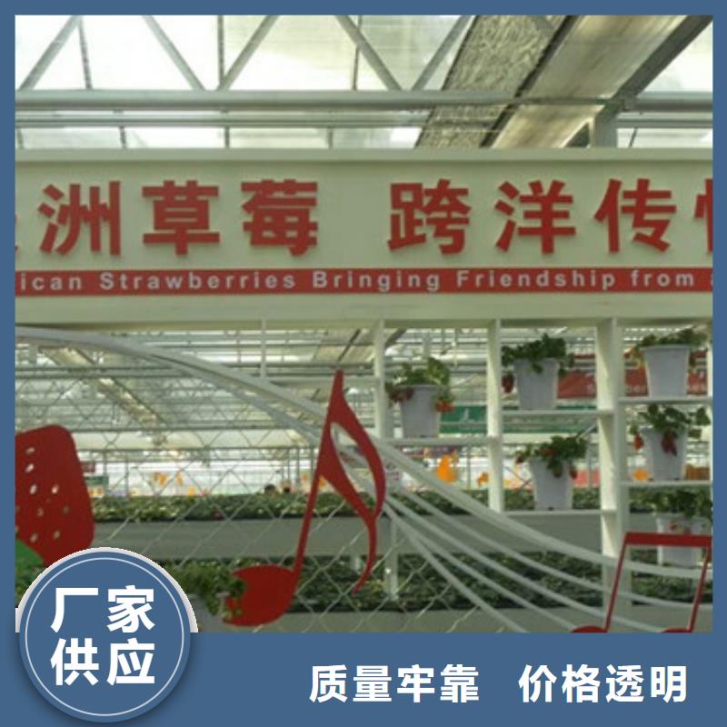草莓苗_蟠枣树苗精工细致打造