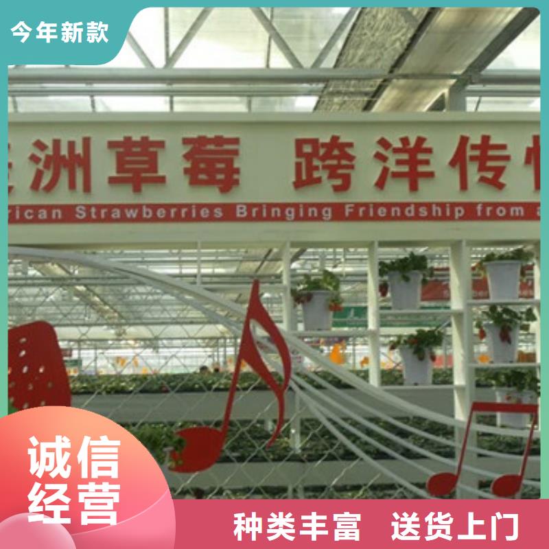 草莓苗香椿树苗支持批发零售