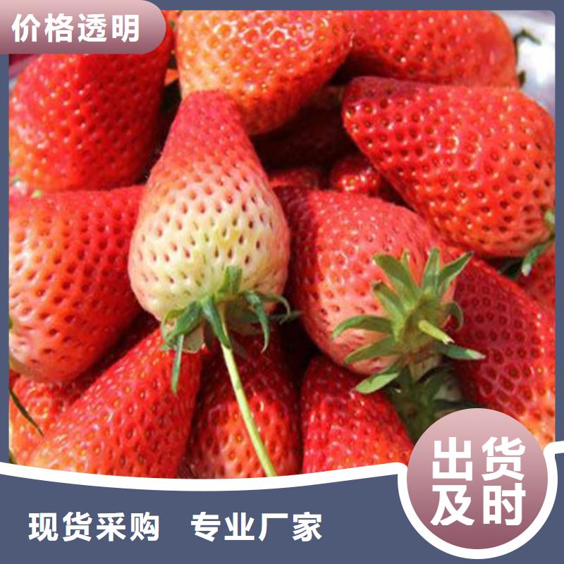 草莓苗果树苗自有厂家