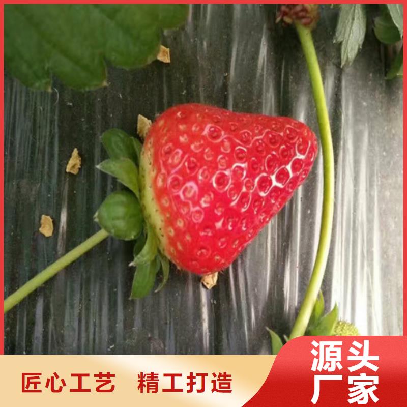 草莓苗果树苗自有厂家