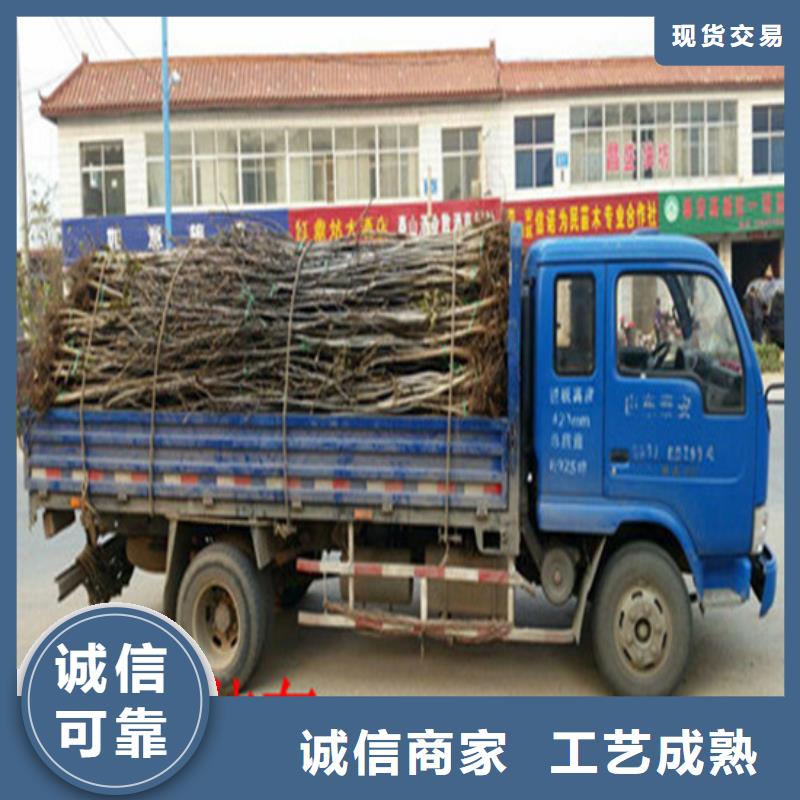 核桃苗,果树苗批发基地用心服务