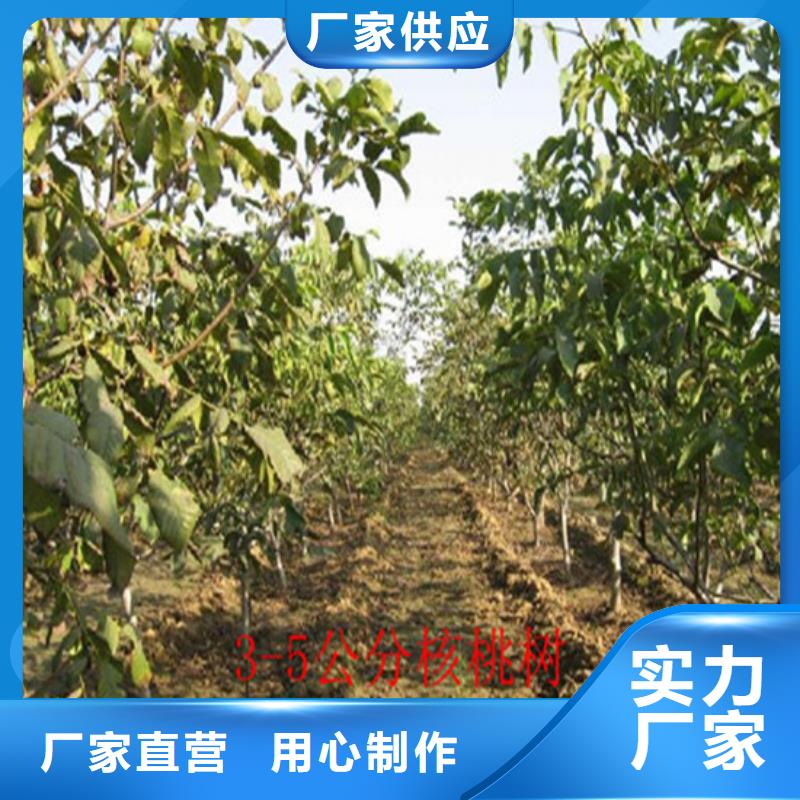 核桃苗苹果苗原厂制造