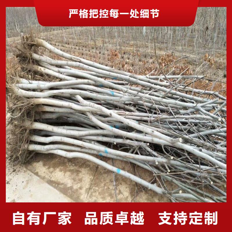 核桃苗梨树苗基地海量现货