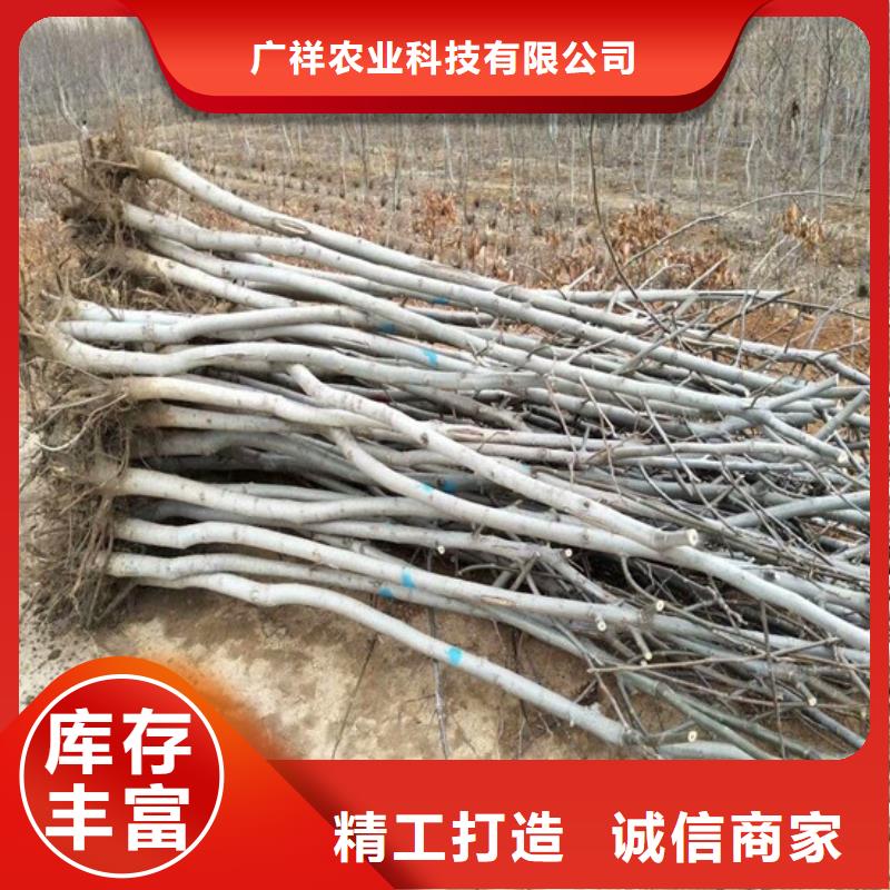 【批发价格 核桃苗-苹果苗优选货源】-v651.com