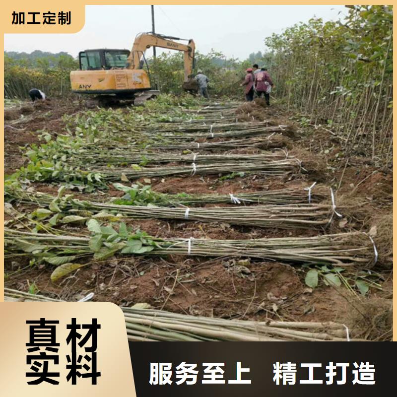 核桃苗果树苗批发基地通过国家检测