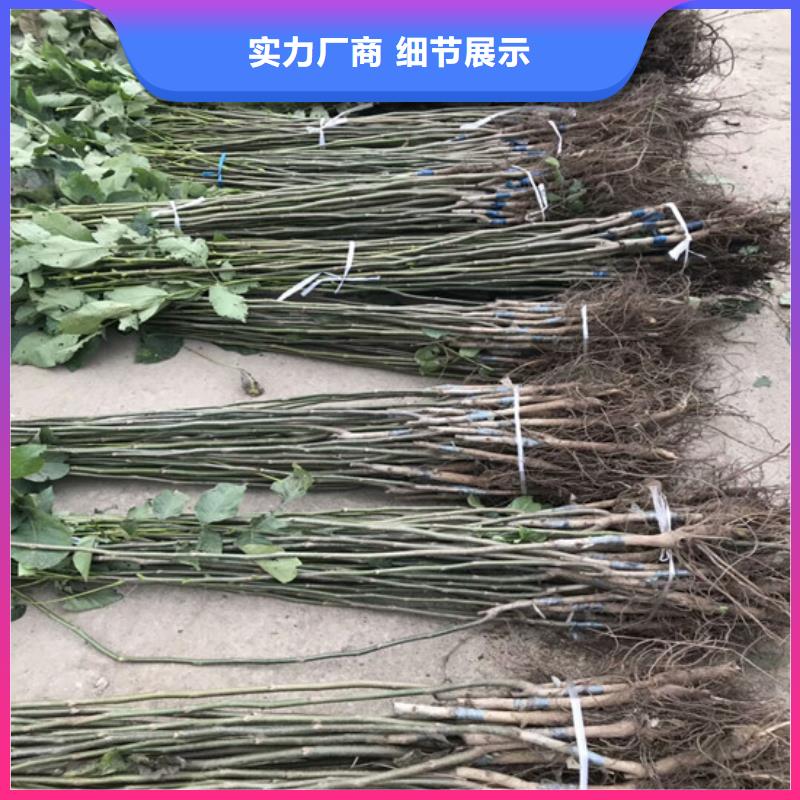 核桃苗果树苗放心购