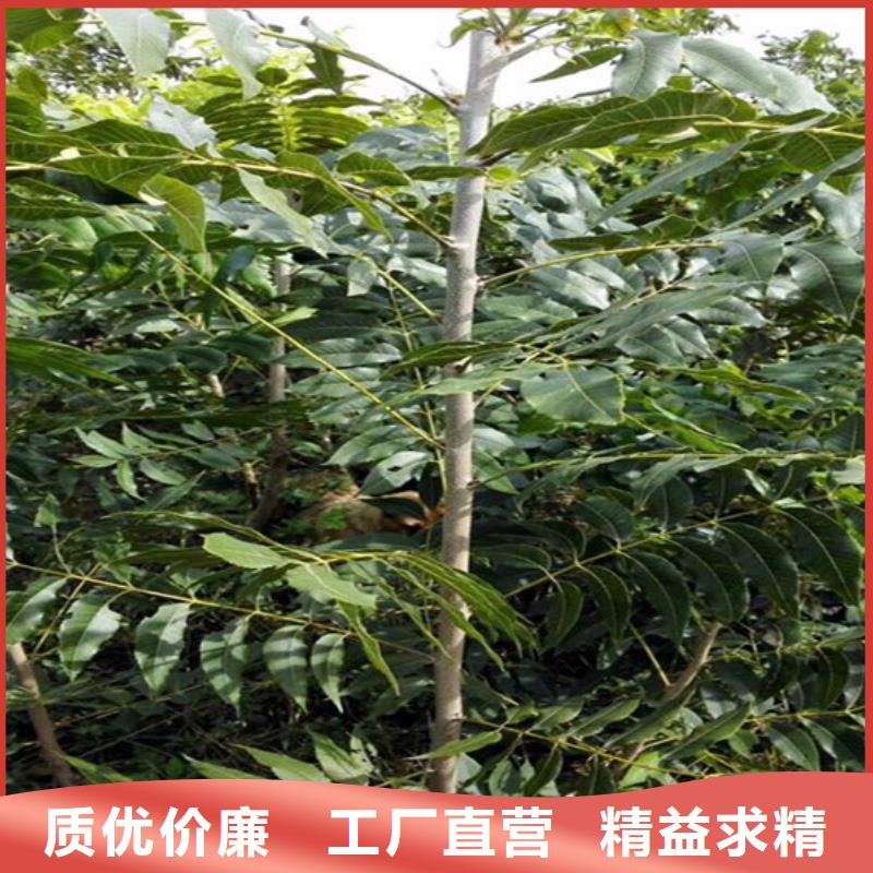 核桃苗,香椿树苗好品质用的放心