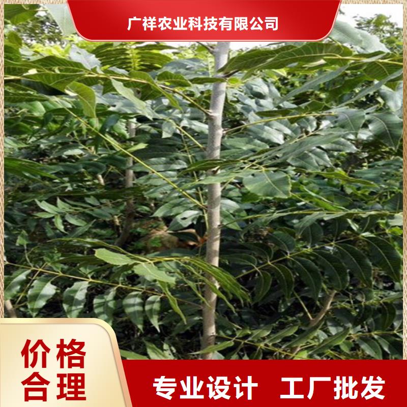 核桃苗苹果苗原厂制造