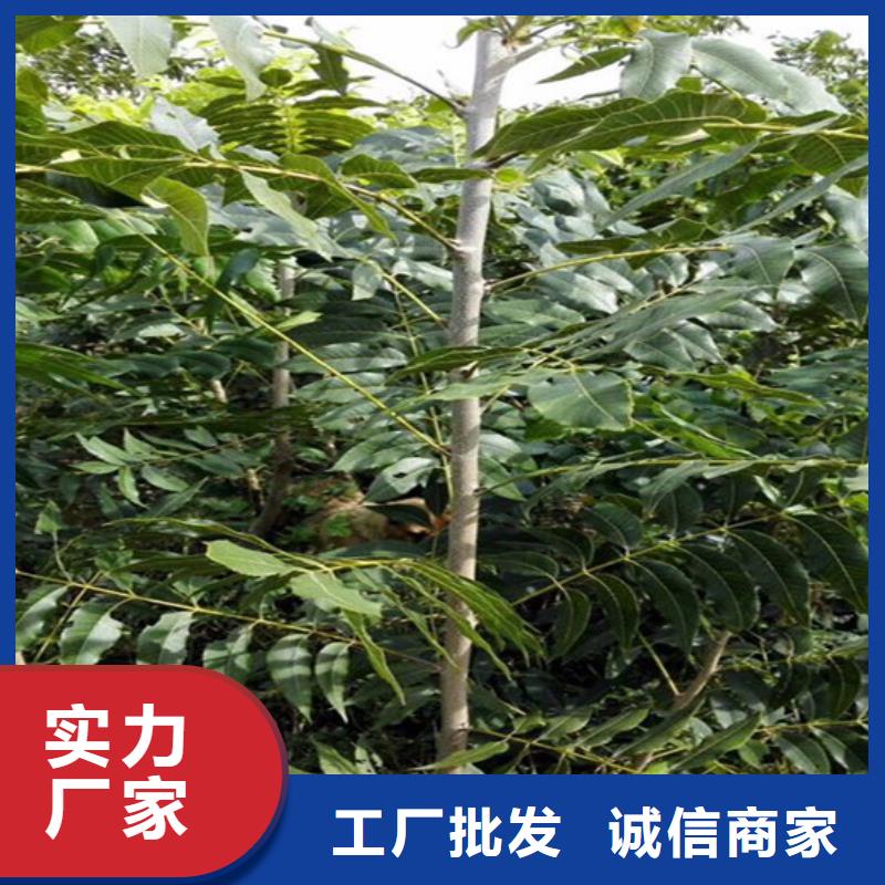 草莓视频-阿拉善|包头|通辽|呼和浩特草莓厂诚信经营-广祥农业科技(乌海市分公司)